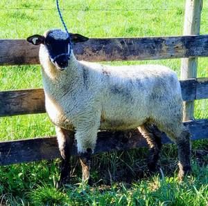 Meet your Posher, Tucker